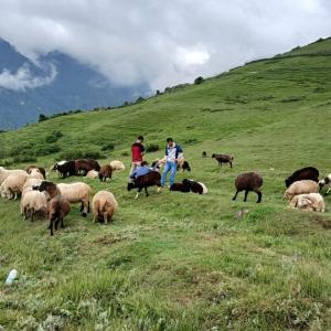 भाल्चेको भेडा फार्मः नश्ल सुधारदेखि पर्यटन प्रवर्द्धनसम्म